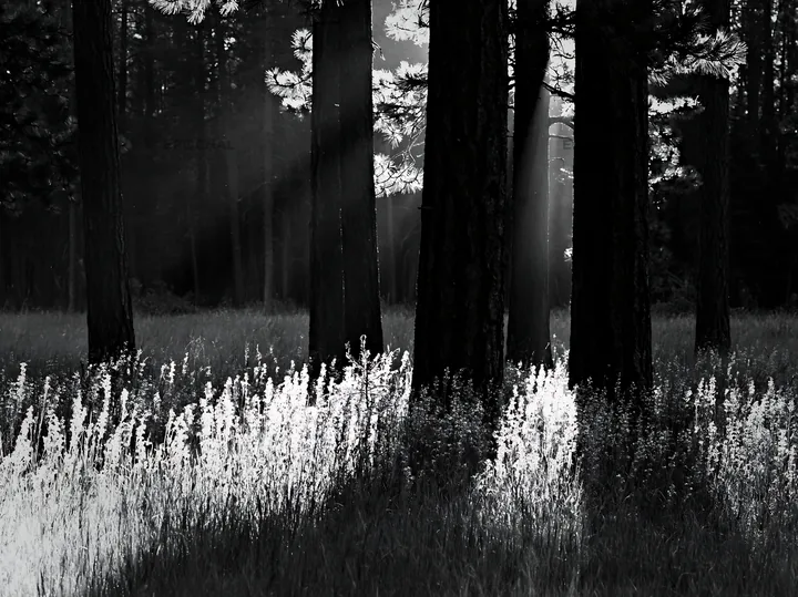 Pine forest meadow with sunlight shining through trees - AI-generated stock image