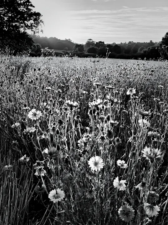 Black and white colorful cornflower meadow in the sunset light - AI-generated stock image
