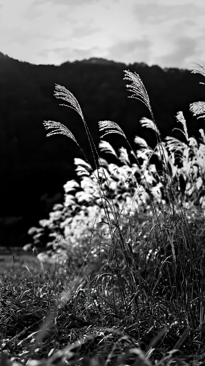 Black and white fukui native grass meadow rain droplets - AI-generated stock image