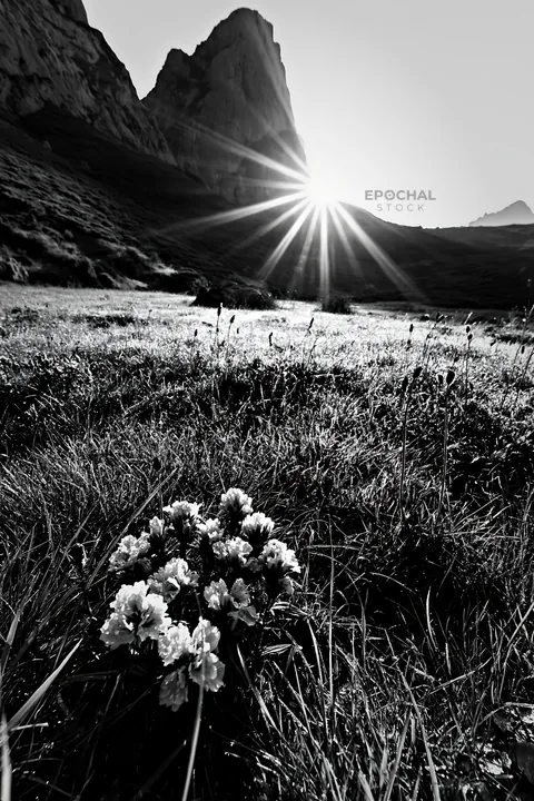 Sunrays shining over Picos de Europa meadow with flowers - AI-generated stock image