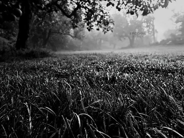 Black and white foggy orchard meadow with lush grass and dew drops - AI-generated stock image