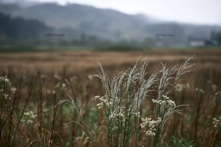 Akita snowmelt meadow with silver grasses in a quiet landscape - AI-generated stock image
