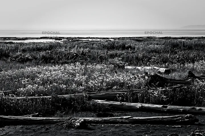 Black and white chiba coastal climate meadow driftwood foreground - AI-generated stock image