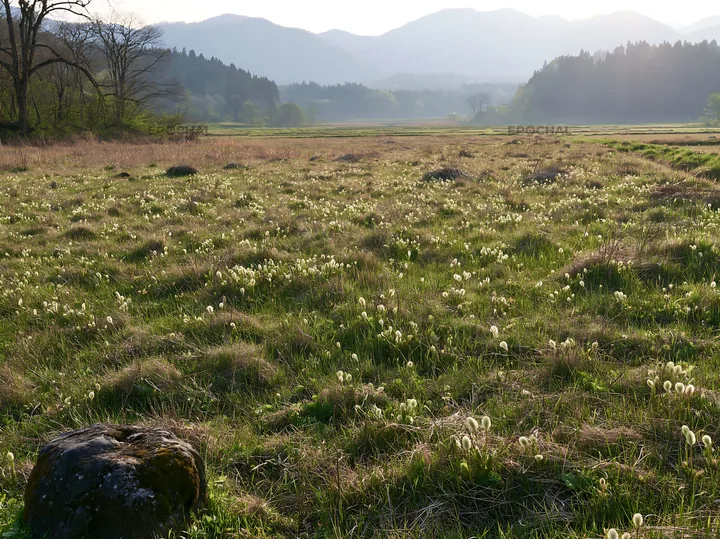 Miyagi spring recovery meadow mossy stone in natural landscape - AI-generated stock image