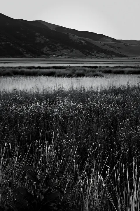 Sainfoin chicory meadow at dusk by the mountains - AI-generated stock image