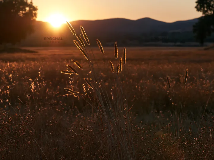 Meadow seedheads backlit by sunset in a quiet field - AI-generated stock image