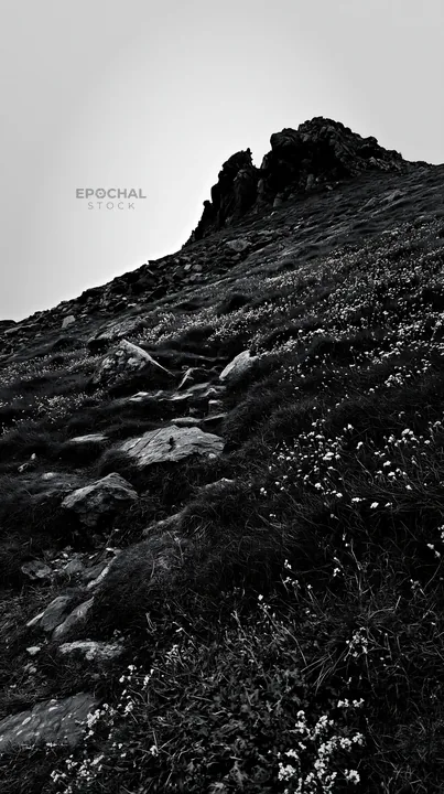 Coastal meadow with rocky path and flowers in black and white - AI-generated stock image