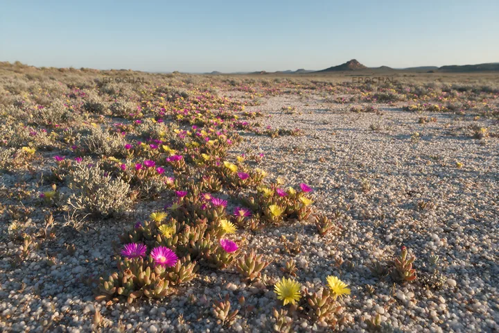 Drought-tolerant meadow with colorful flowers in dry landscape - AI-generated stock image