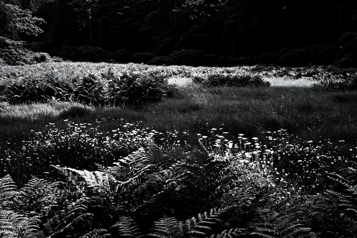 Black and white nara summer meadow with fern foreground in green landscape - AI-generated stock image