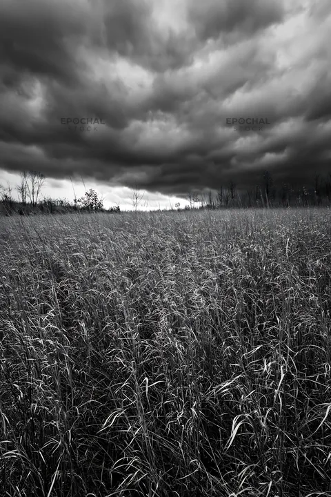 Autumn meadow under dark clouds before a storm - AI-generated stock image