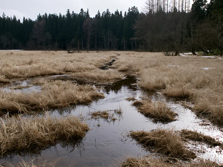 Akita snowmelt meadow with silver grasses in early spring - AI-generated stock image