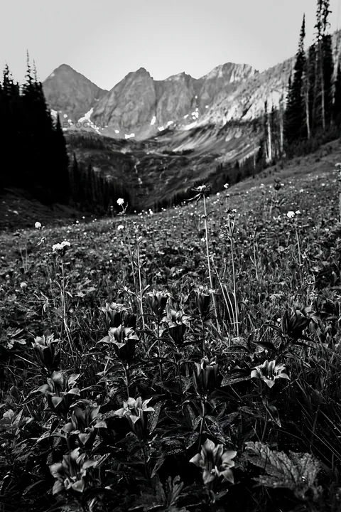 Flower meadow with distant mountains and cascade in black and white - AI-generated stock image