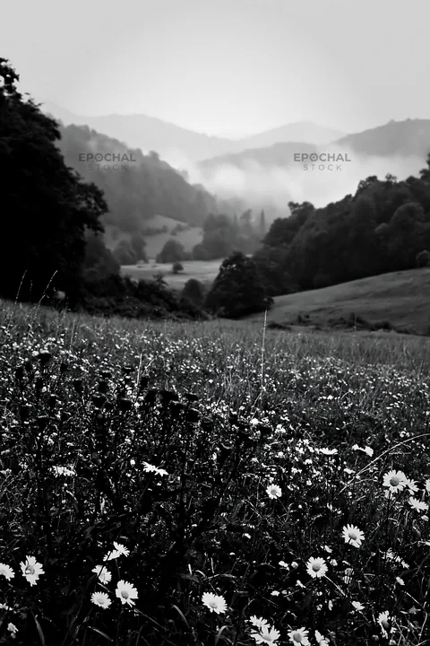 Black and white rolling valley meadows with flowers and misty mountains in view - AI-generated stock image
