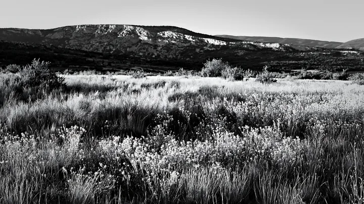 Meadow with seedheads and distant mountains in black and white - AI-generated stock image
