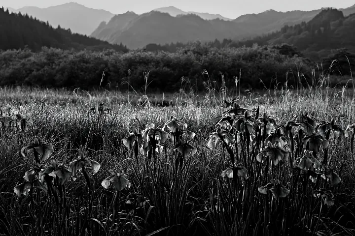 Black and white niigata floodplain restoration meadow dew foreground - AI-generated stock image