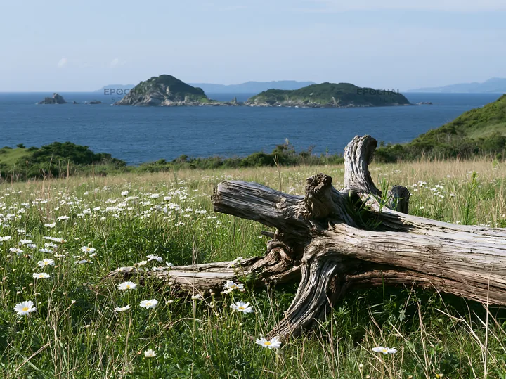 Nagasaki coastal meadow driftwood foreground mood - AI-generated stock image