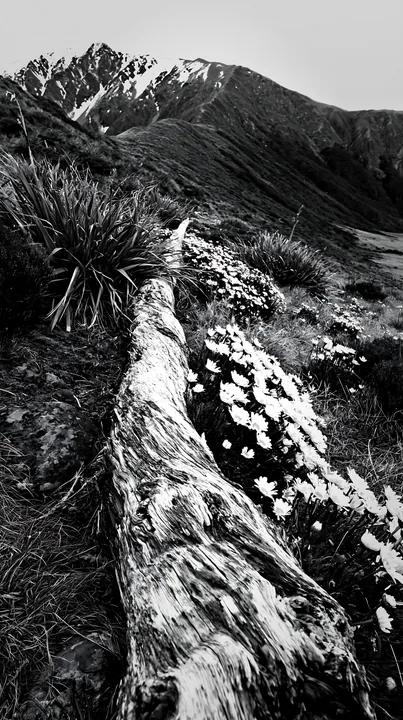 Weathered log in meadow with flowers and mountains - AI-generated stock image