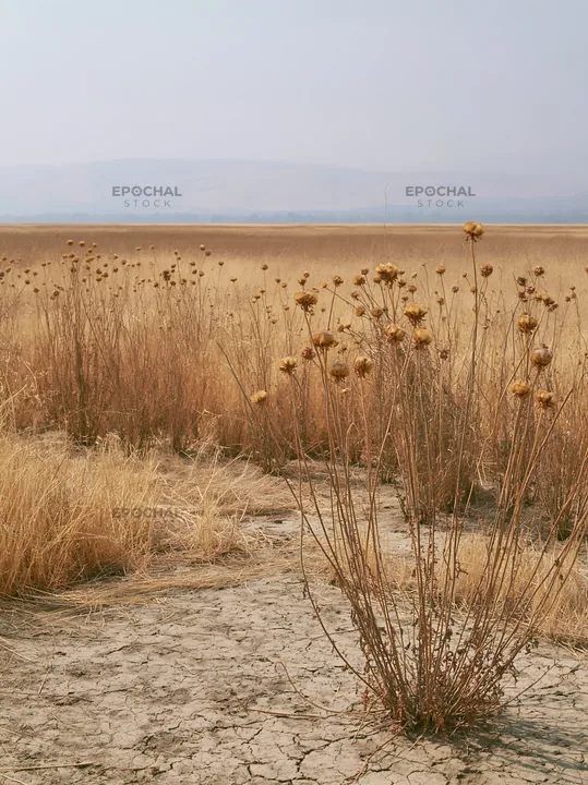 Drought-tolerant meadow with dry plants in vast landscape - AI-generated stock image