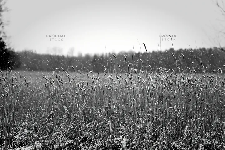 Seedhead meadow in black and white during sunny day - AI-generated stock image