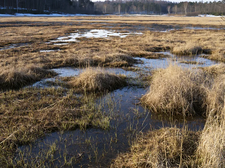 Akita snowmelt meadow with silver grasses in spring - AI-generated stock image
