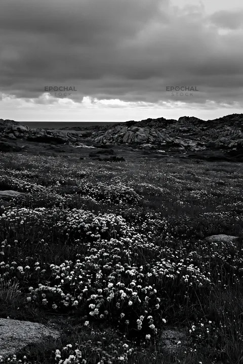 Italian meadow along rocky coast with flowers and cloudy sky - AI-generated stock image