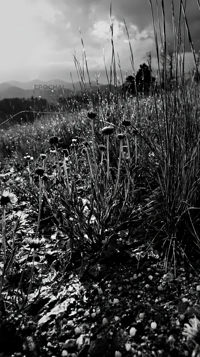 Black and white climate-resilient meadow with green grass and wildflowers - AI-generated stock image