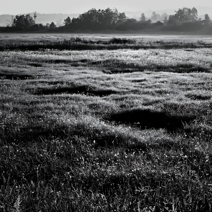 Black and white niigata floodplain restoration meadow dew foreground - AI-generated stock image