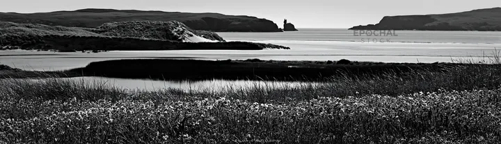 Campion bellflower meadow near coastal landscape - AI-generated stock image