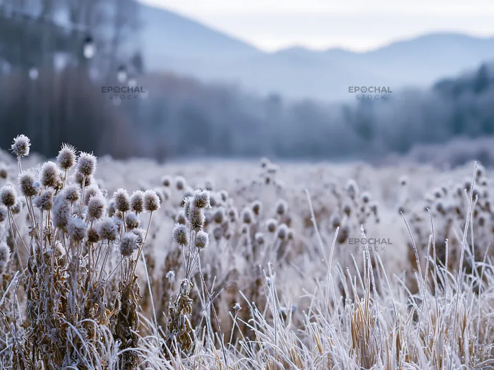 Frosty meadow with seedheads and distant mountains in winter - AI-generated stock image