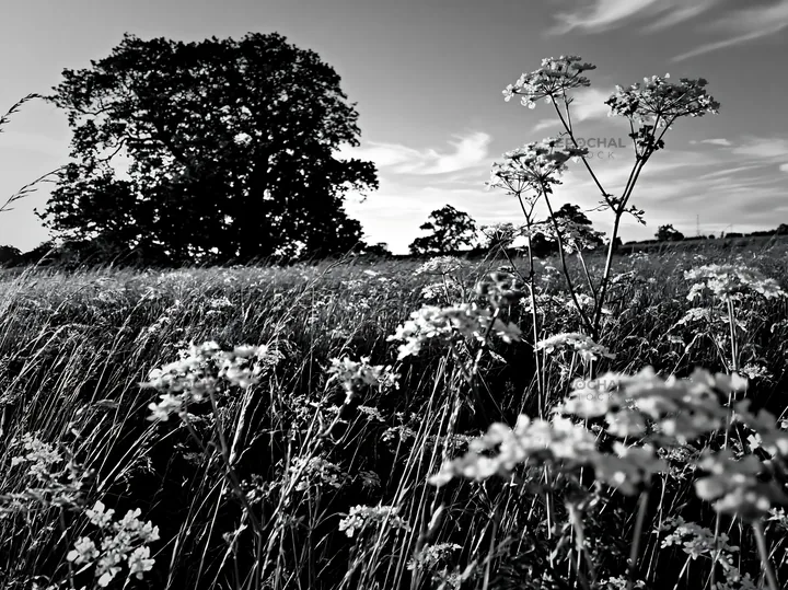 Cow parsley meadow with trees under a clear sky - AI-generated stock image