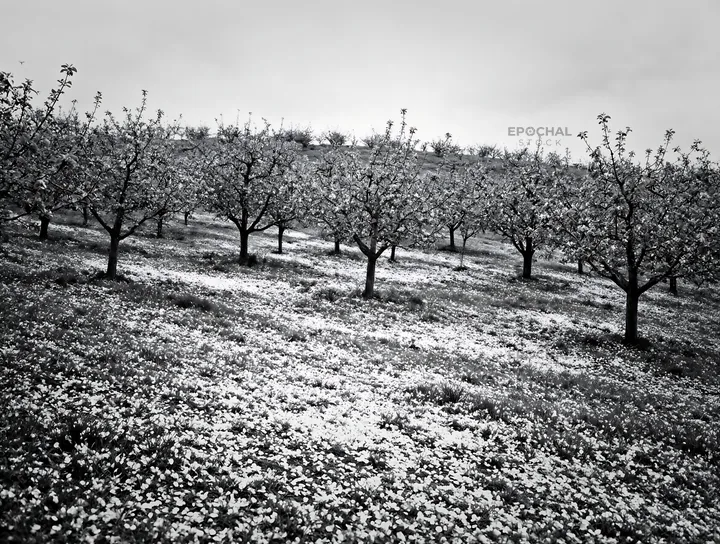 Black and white hillside apple meadow with blooming trees in spring season - AI-generated stock image