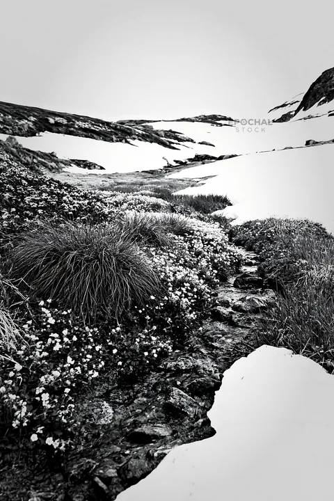 Climate-resilient meadow with flowers near snow-capped slopes - AI-generated stock image