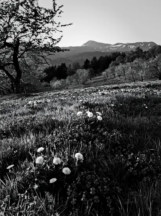 Black and white spring orchard meadow with blooming flowers and mountains - AI-generated stock image