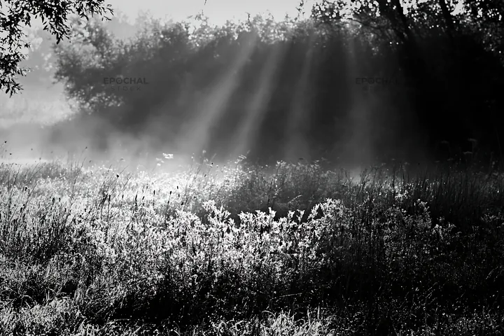 Meadow with dew and sunlight rays in a natural setting - AI-generated stock image