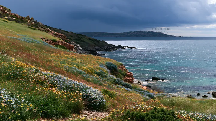 Italian meadow along rocky coast with blooming flowers - AI-generated stock image