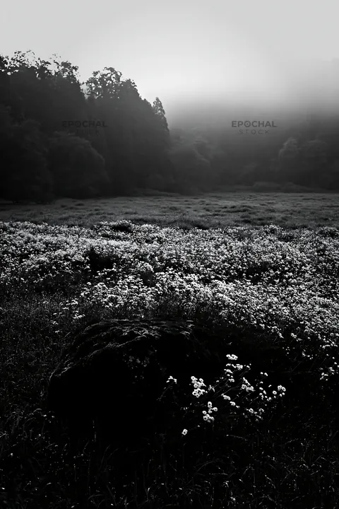Black and white misty meadow with moss covered stone in Shimane - AI-generated stock image