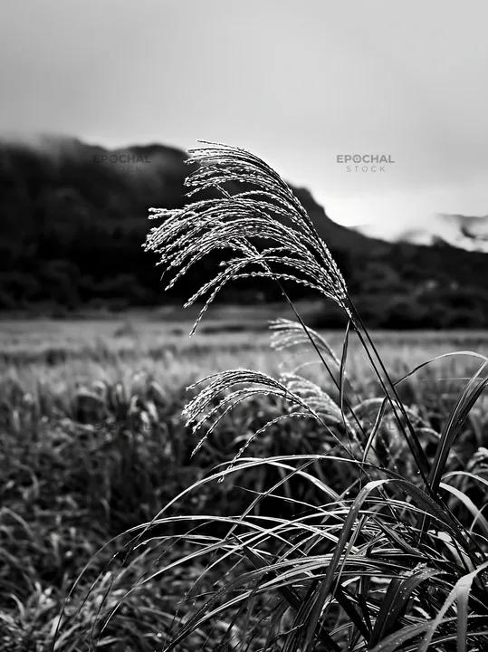 Fukui grass meadow with rain droplets in monochrome - AI-generated stock image