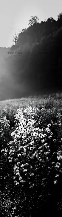 Black and white meadow seedheads backlit at dusk - AI-generated stock image