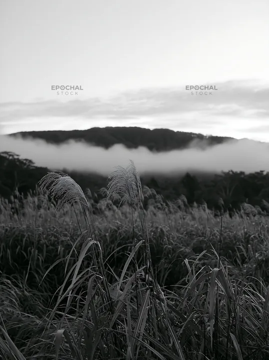 Iwate rain refreshed meadow with seedhead in foreground - AI-generated stock image