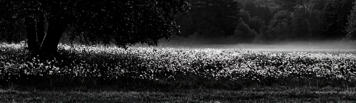 Black and white daisy apple meadow with mist and trees in the background - AI-generated stock image