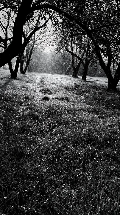 Moody orchard meadow with trees and sunlight in the background - AI-generated stock image