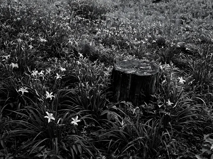 Black and white fukushima native meadow with weathered stump - AI-generated stock image