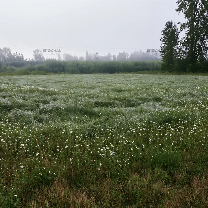 Morning dew on silver meadow grass under cloudy sky - AI-generated stock image