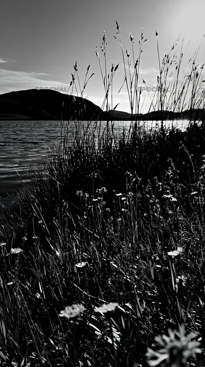 Meadow flowers by the coast during sunset - AI-generated stock image