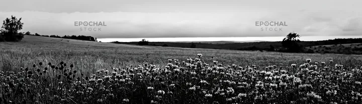 Violet knapweed meadow under cloudy sky - AI-generated stock image