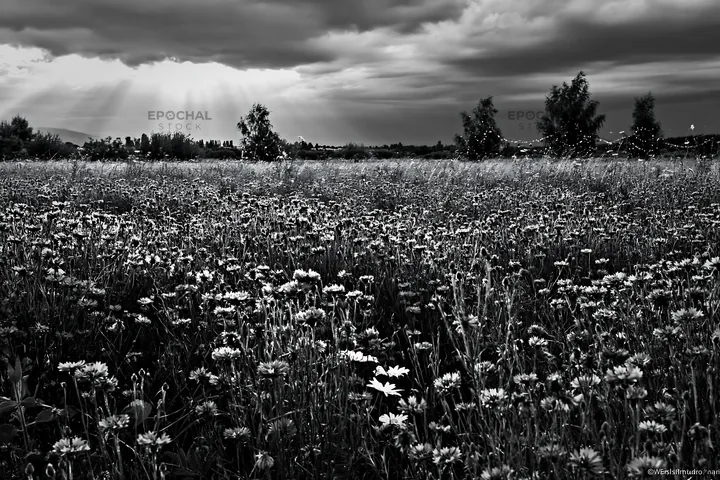 Christmas decorations in meadow under sunbeams and clouds - AI-generated stock image