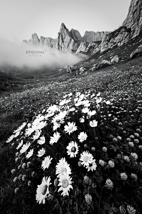 Colorful daisy meadow with mountains and fog in the background - AI-generated stock image