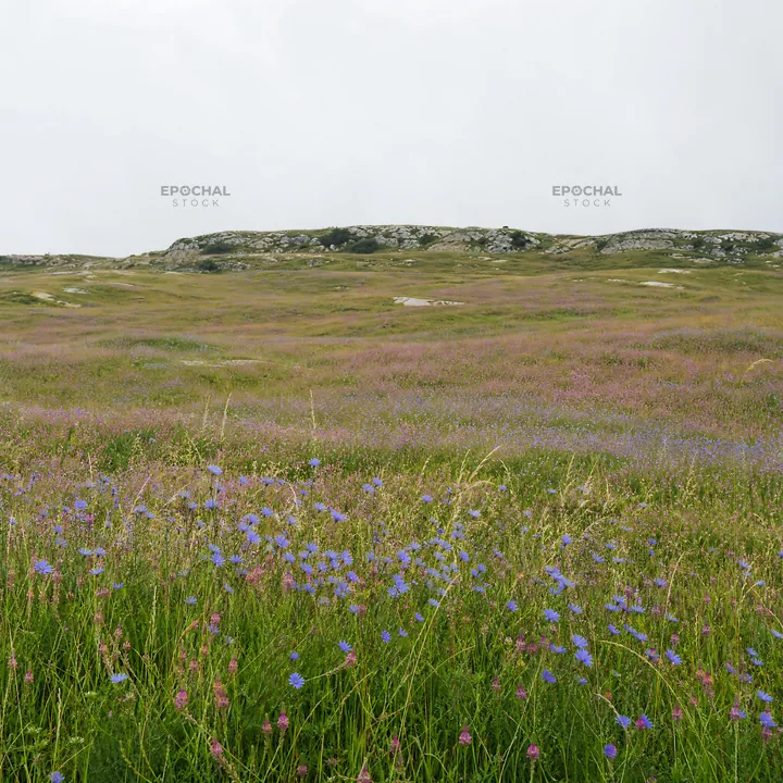Sainfoin chicory meadow under cloudy sky - AI-generated stock image