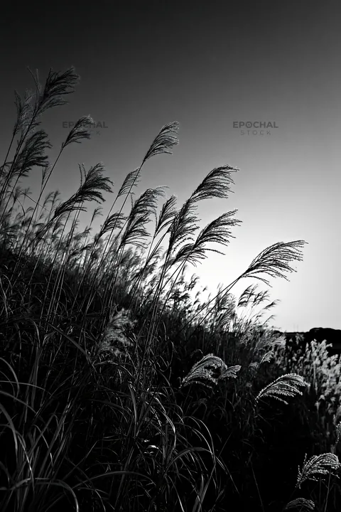 Ehime twilight meadow with dry seedheads - AI-generated stock image