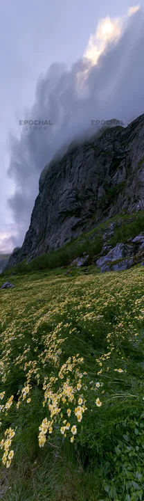 Chamomile meadow with rocky cliff on a cloudy day - AI-generated stock image